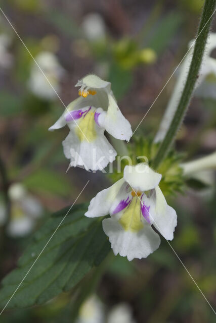 Bleekgele hennepnetel (Galeopsis segetum)