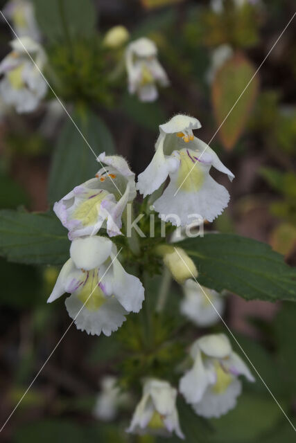 Downy Hemp-nettle (Galeopsis segetum)