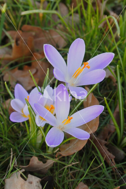 Boerenkrokus (Crocus tommasinianus)