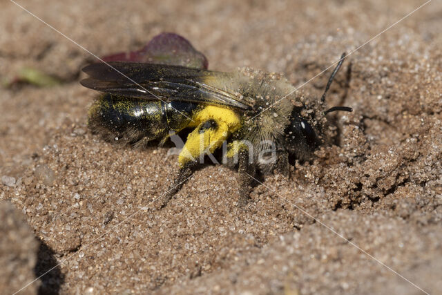 Grijze zandbij (Andrena vaga)