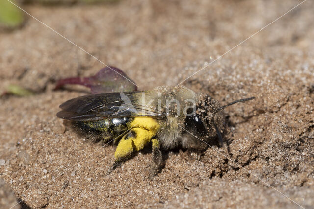 Grijze zandbij (Andrena vaga)