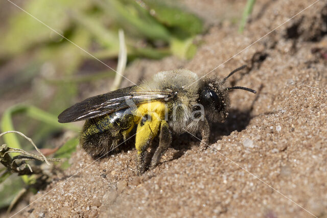 mining bee (Andrena vaga)