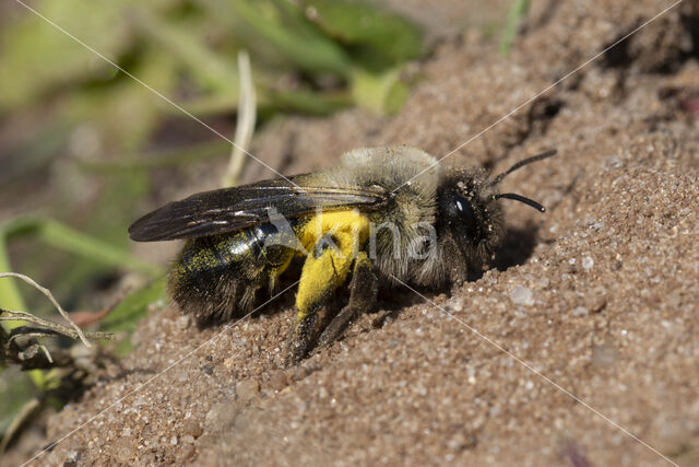 mining bee (Andrena vaga)