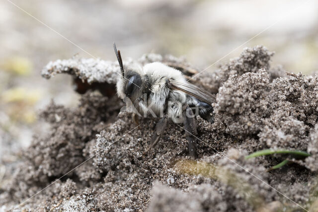 mining bee (Andrena vaga)