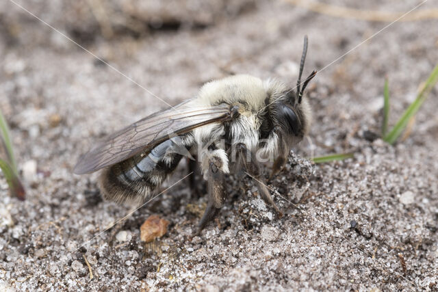 Grijze zandbij (Andrena vaga)