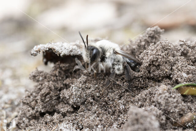 Grijze zandbij (Andrena vaga)