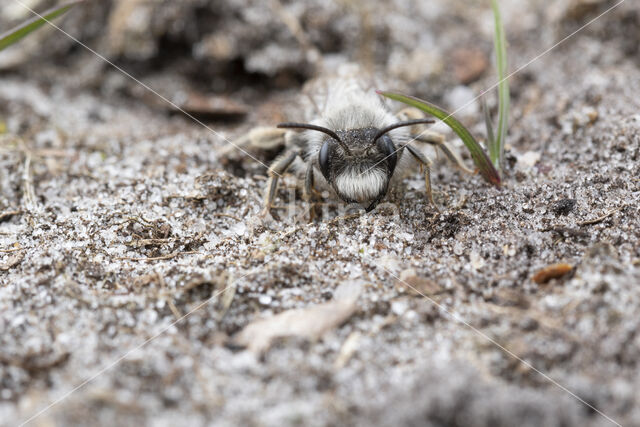 mining bee (Andrena vaga)