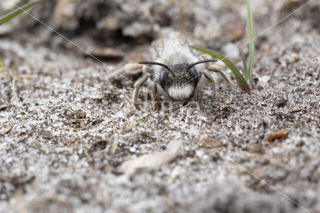 Grijze zandbij (Andrena vaga)