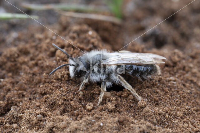 mining bee (Andrena vaga)