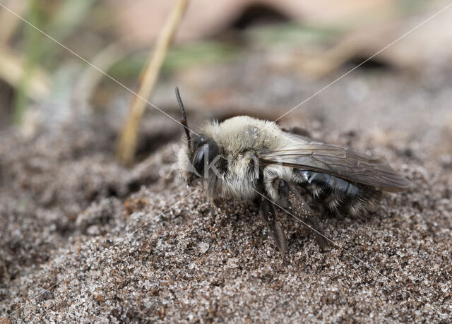 Grijze zandbij (Andrena vaga)