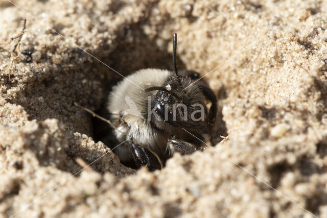 mining bee (Andrena vaga)