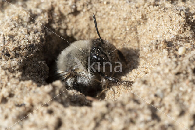 mining bee (Andrena vaga)