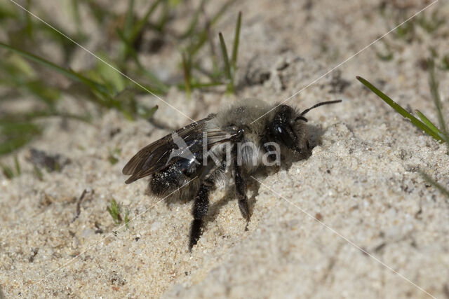 mining bee (Andrena vaga)