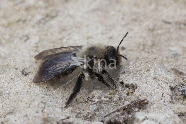 mining bee (Andrena vaga)