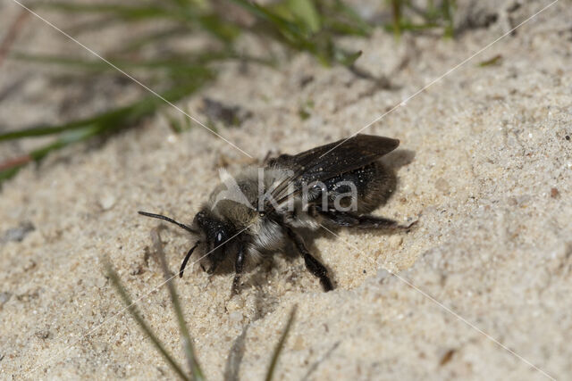 mining bee (Andrena vaga)