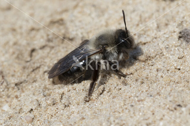 mining bee (Andrena vaga)