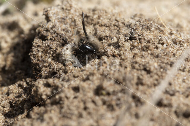 Grijze zandbij (Andrena vaga)