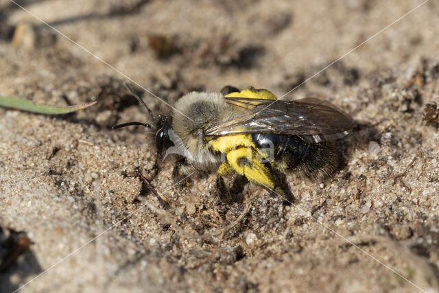 mining bee (Andrena vaga)