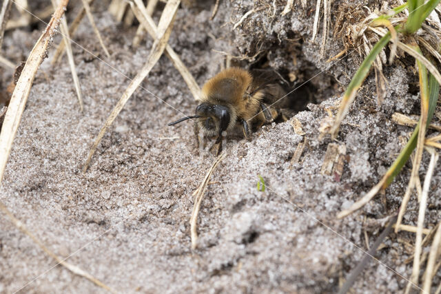 Grote zijdebij (Colletes cunicularius)