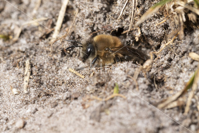 Grote zijdebij (Colletes cunicularius)