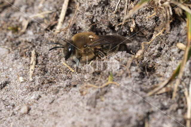 Grote zijdebij (Colletes cunicularius)