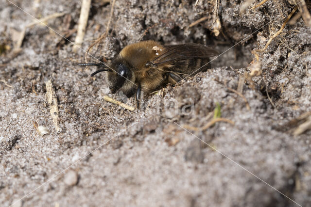 Grote zijdebij (Colletes cunicularius)