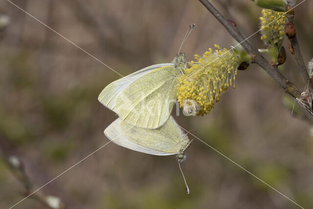 Klein koolwitje (Pieris rapae)