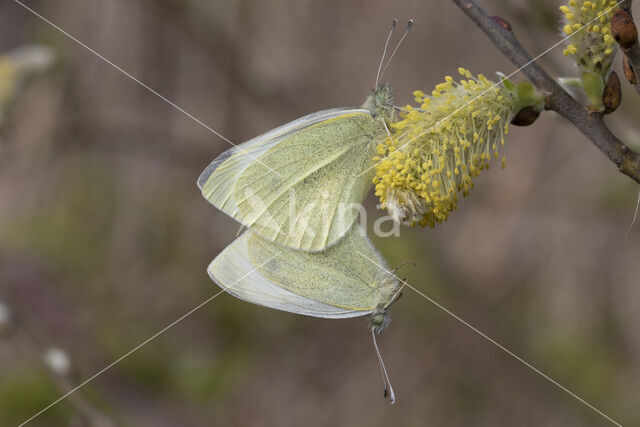 Klein koolwitje (Pieris rapae)