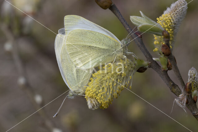 Small White (Pieris rapae)