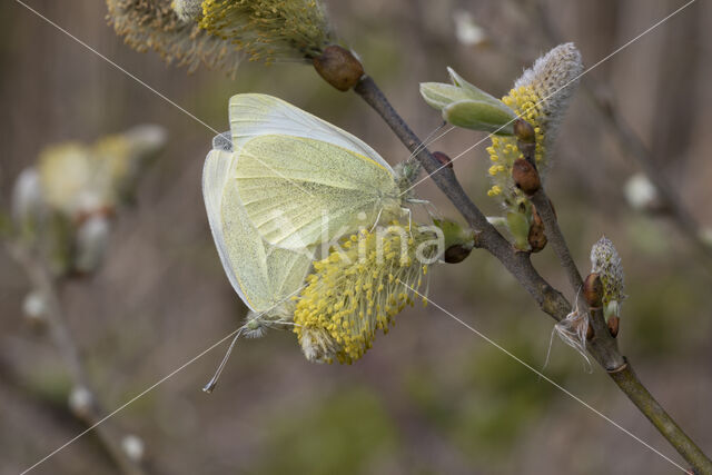 Klein koolwitje (Pieris rapae)