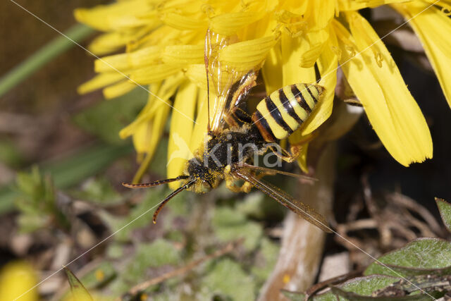 Roodharige wespbij (Nomada lathburiana)