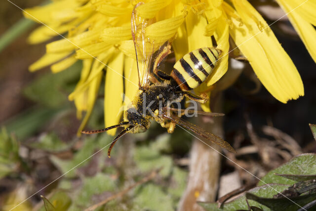 Roodharige wespbij (Nomada lathburiana)