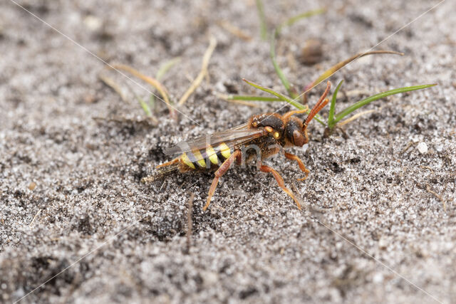 Roodharige wespbij (Nomada lathburiana)