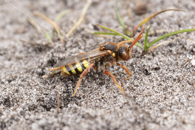 Roodharige wespbij (Nomada lathburiana)