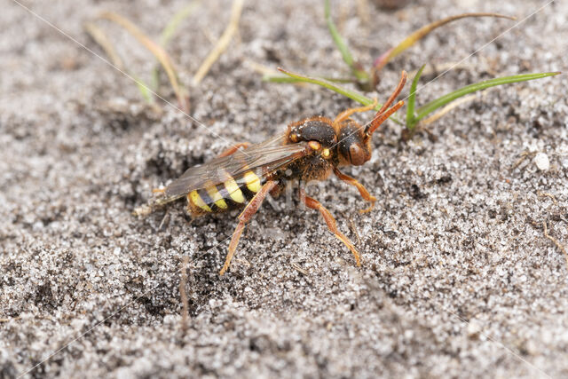 Roodharige wespbij (Nomada lathburiana)