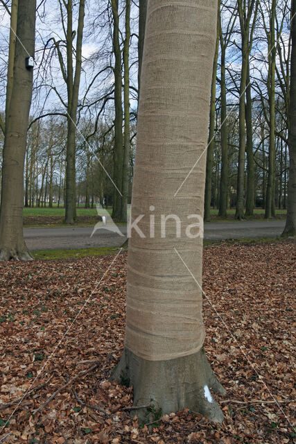 Beech (Fagus sylvatica)