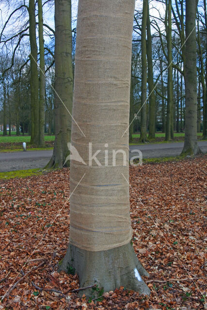 Beech (Fagus sylvatica)