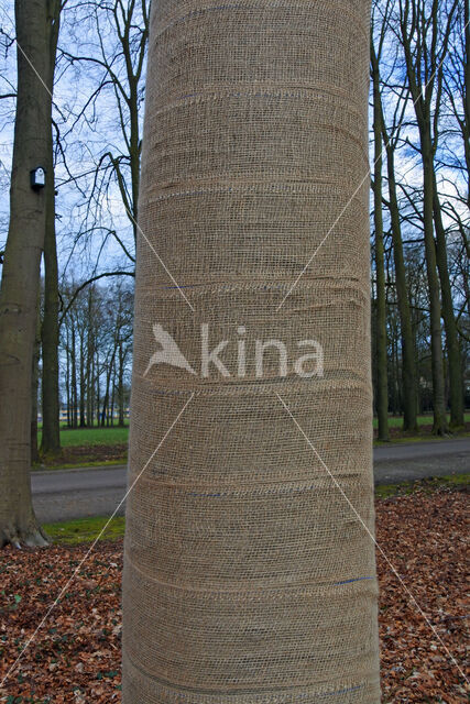 Beech (Fagus sylvatica)