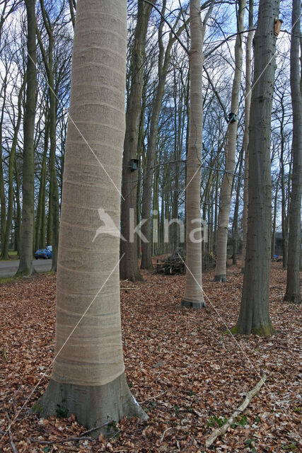 Beuk (Fagus sylvatica)