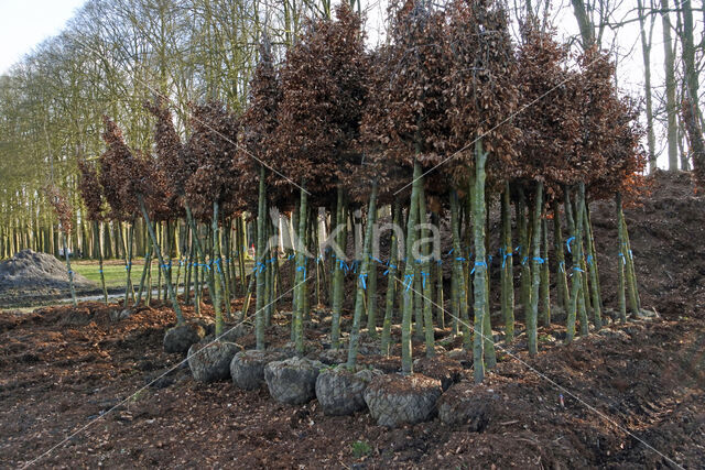 Beech (Fagus sylvatica)