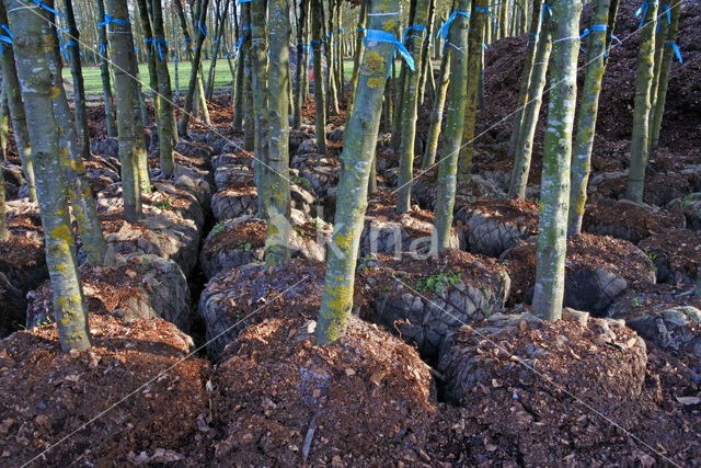 Beech (Fagus sylvatica)