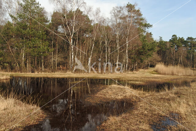 Grove den (Pinus sylvestris)