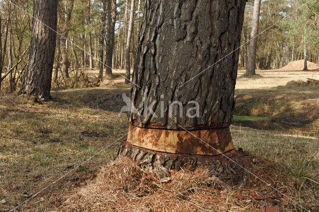 Grove den (Pinus sylvestris)