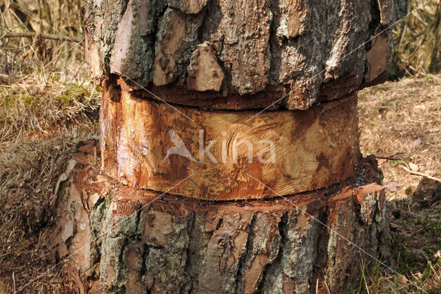 Scots Pine (Pinus sylvestris)