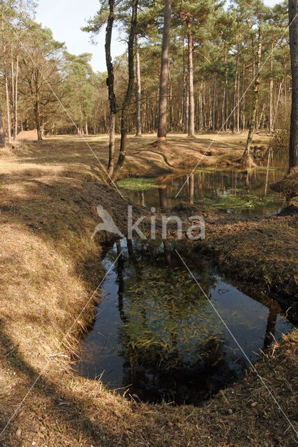 Pijpestrootje (Molinia caerulea)