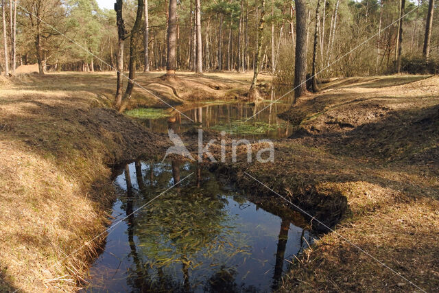 Pijpestrootje (Molinia caerulea)