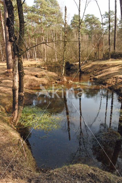 Pijpestrootje (Molinia caerulea)