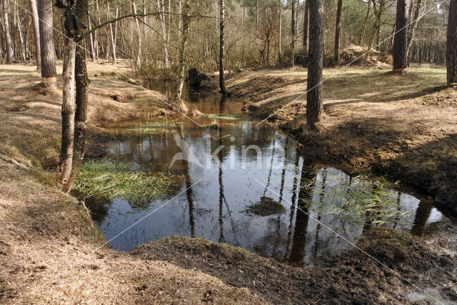 Pijpestrootje (Molinia caerulea)