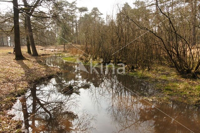 Pijpestrootje (Molinia caerulea)