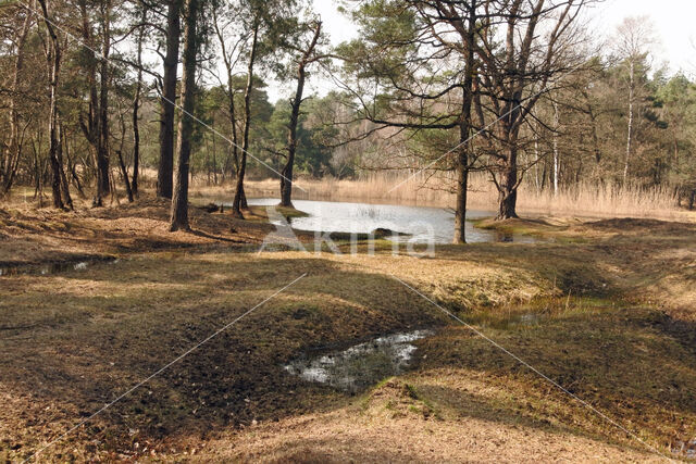 Pijpestrootje (Molinia caerulea)